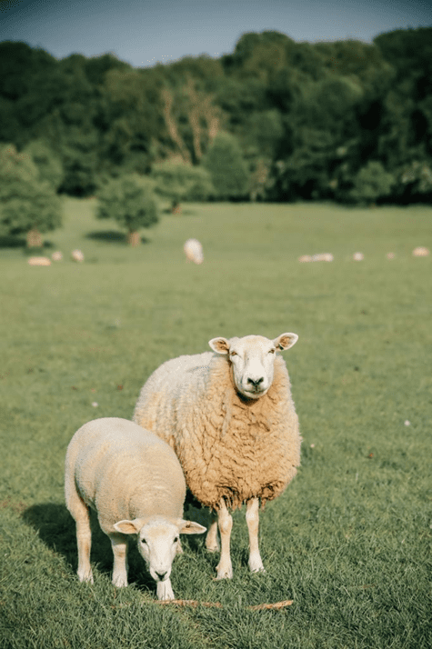 Datgloi Potensial y Ddiadell: Mae Cyswllt Ffermio yn ychwanegu gweithdy defaid newydd at y rhaglen hyfforddi Datgloi Potensial y Ddiadell: Mae Cyswllt Ffermio yn ychwanegu gweithdy defaid newydd at y rhaglen hyfforddi